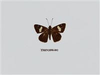 藏品(袖弄蝶)的圖片